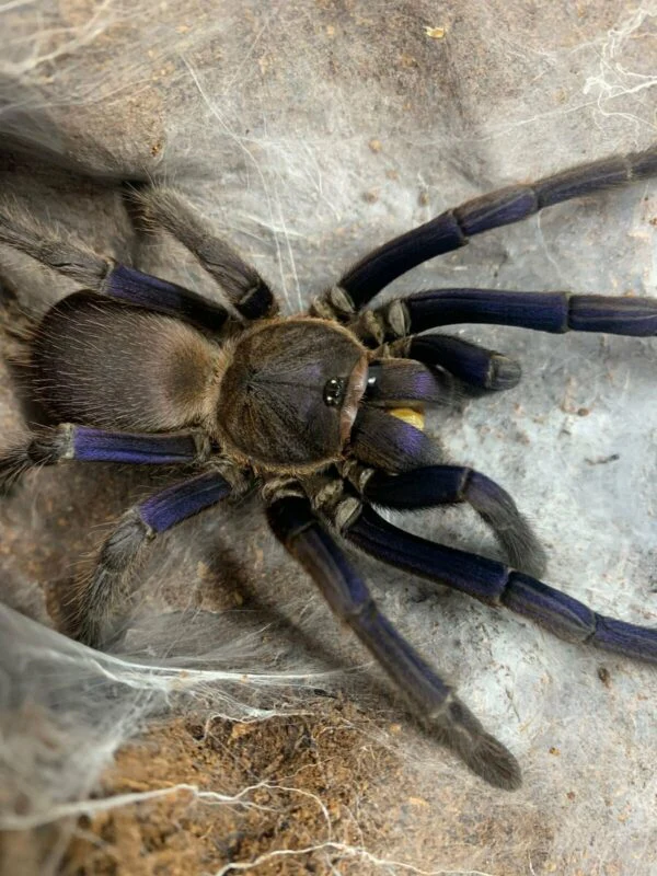 All Invertebrates & Tarantulas For Sale