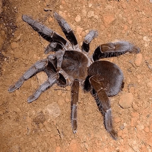 Old World Tarantulas