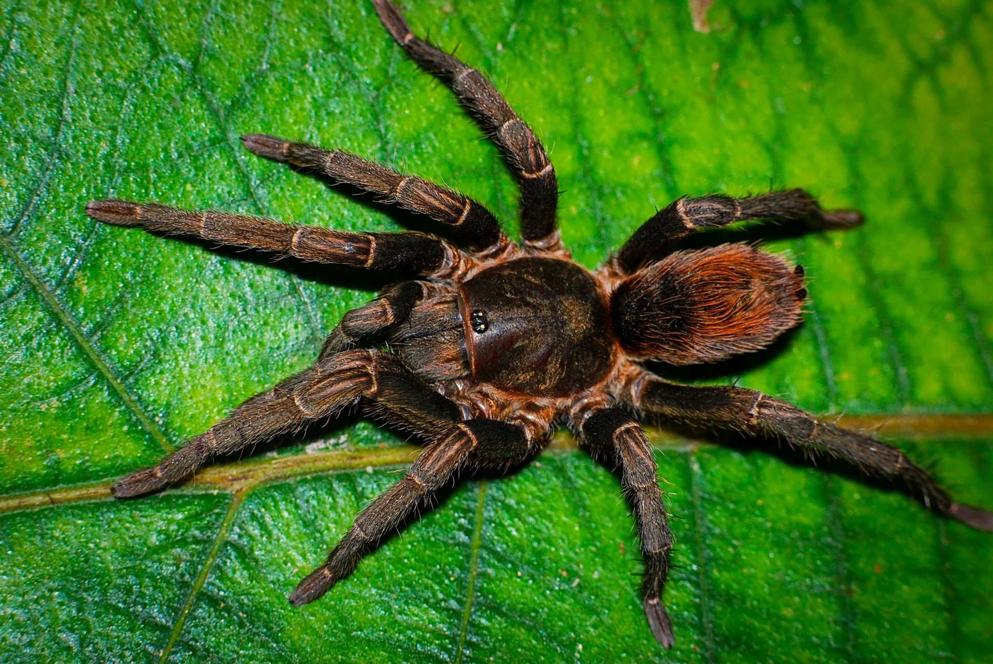 New World Tarantulas