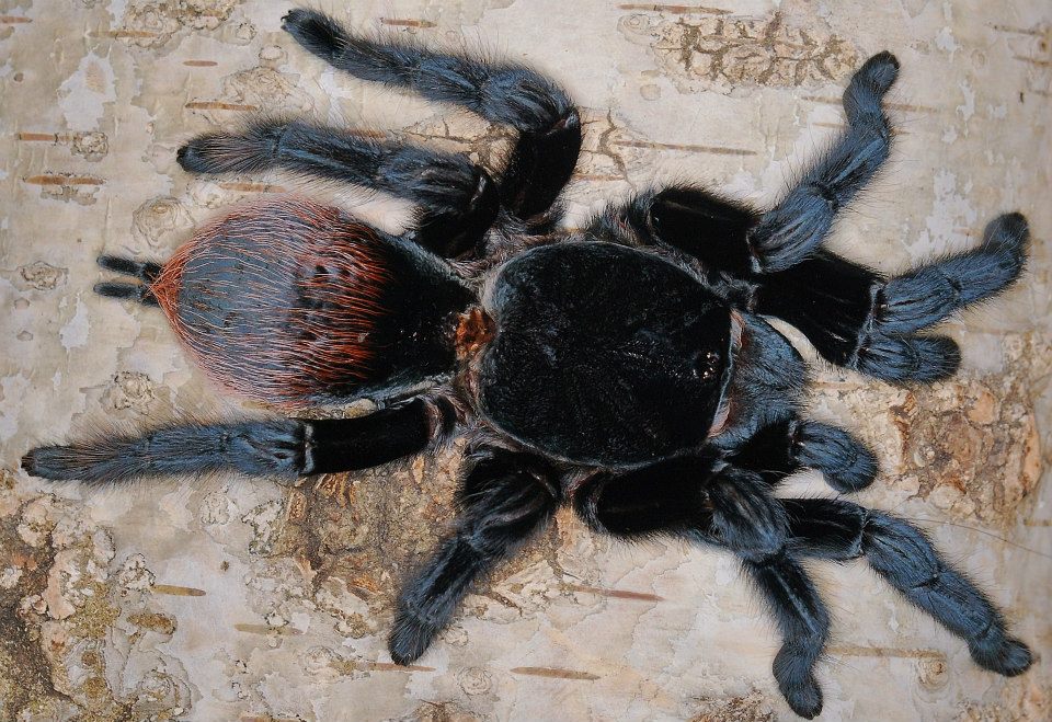 Available Wholesale Invertebrates